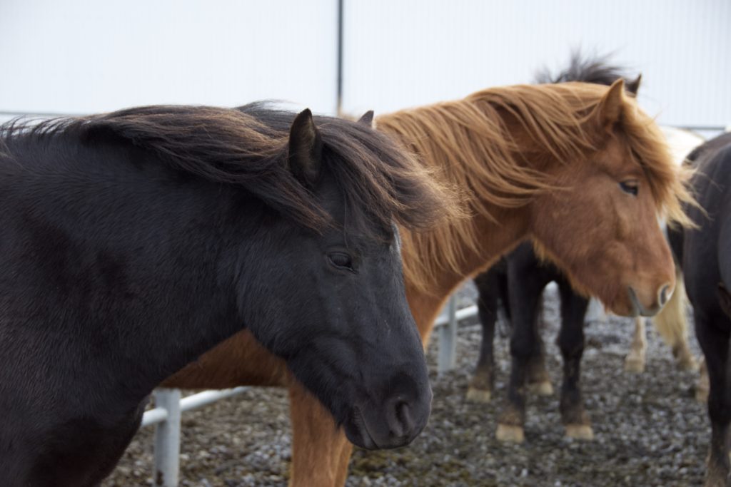 Icelandic horses_66northtraveler